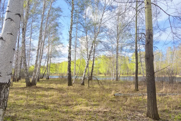 Forêt de bouleau printanier — Photo