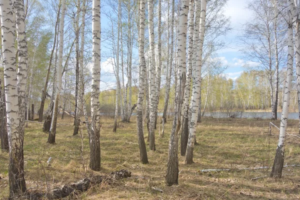 Bosque de abedul — Foto de Stock