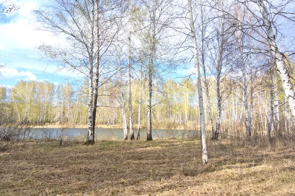 Foresta di betulla di primavera — Foto Stock