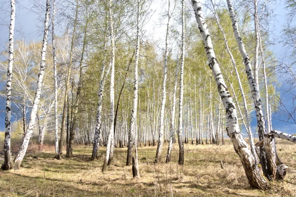 Foresta di betulla di primavera — Foto Stock