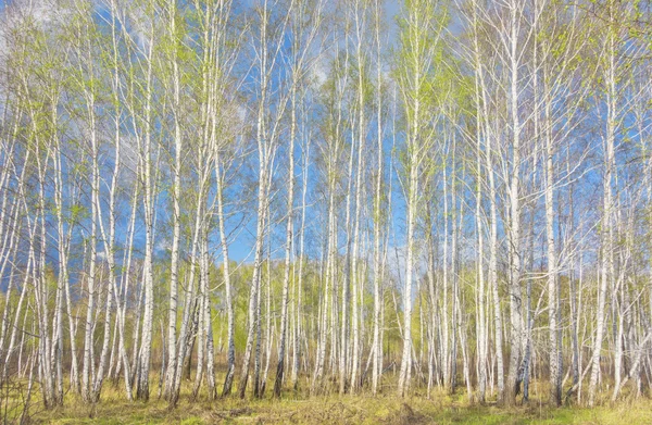 Jarní březový les — Stock fotografie