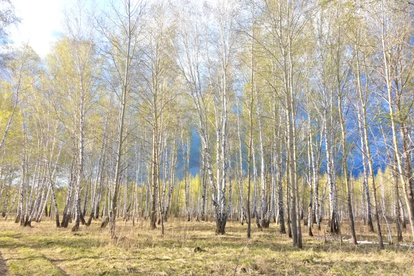 Forêt de bouleau printanier — Photo