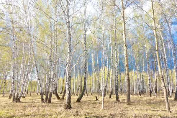 Foresta di betulla di primavera — Foto Stock