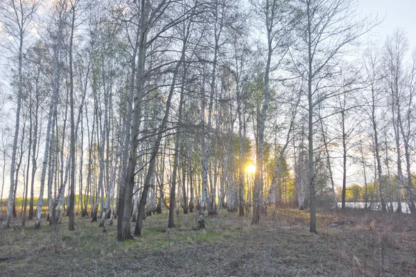 Birkenwald im Frühling — Stockfoto