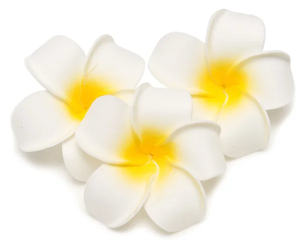 三个鸡蛋花鲜花 — 图库照片