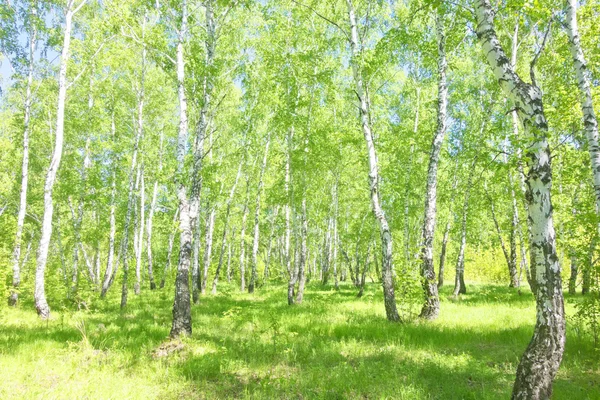 Bosque de abedul verano — Foto de Stock