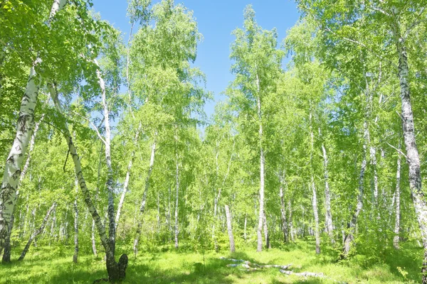 Bosque de abedul verano — Foto de Stock