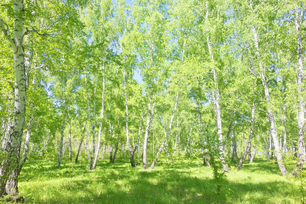 summer birch forest