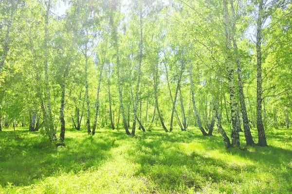 Bosque de abedul verano — Foto de Stock