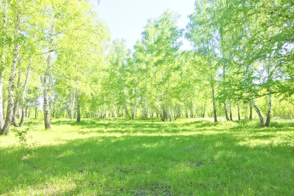 夏の白樺の森 — ストック写真