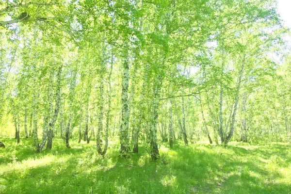 Літній Ліс берези — стокове фото