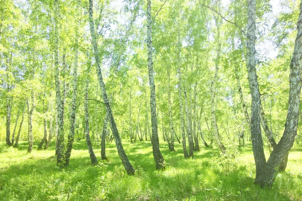 Bosque de abedul verano — Foto de Stock