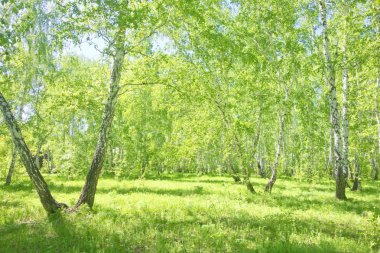 Yaz huş ağacı orman