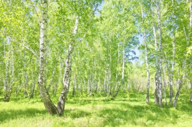 Yaz huş ağacı orman