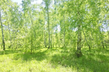 Yaz huş ağacı orman