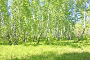 Yaz huş ağacı orman