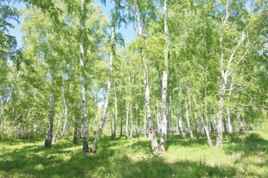 Yaz huş ağacı orman