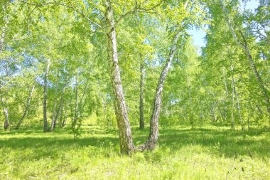 Yaz huş ağacı orman