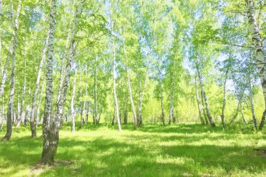 Yaz huş ağacı orman