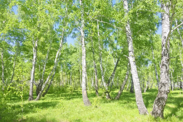 Summer birch forest — Stock Photo, Image