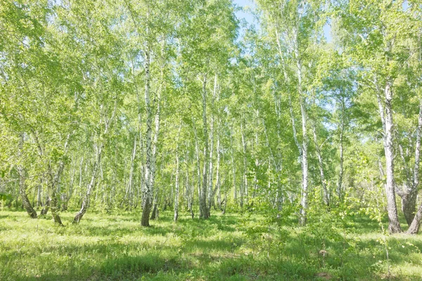Καλοκαίρι δάσος σημύδας — Φωτογραφία Αρχείου