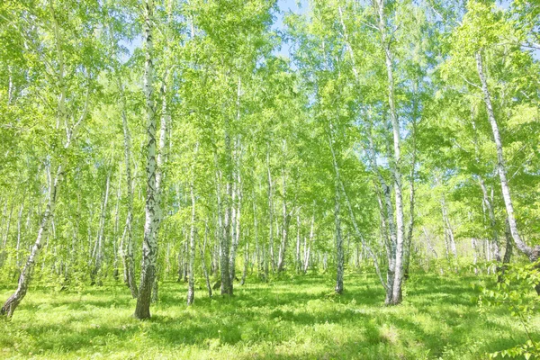 Floresta de vidoeiro de verão — Fotografia de Stock