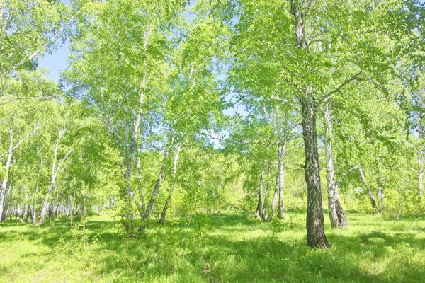 Bosque de abedul verano — Foto de Stock