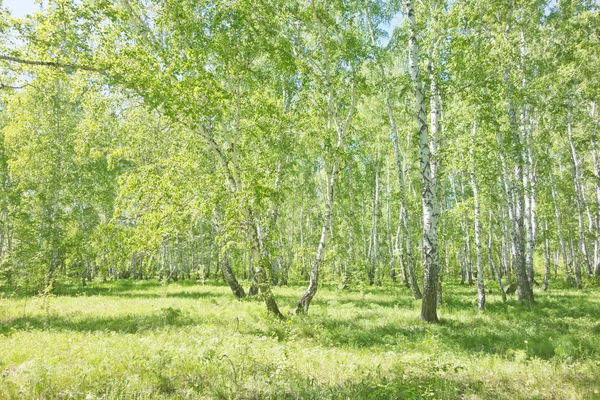 Sommerbirkenwald — Stockfoto