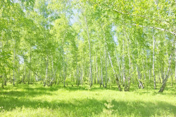 Sommerbirkenwald — Stockfoto