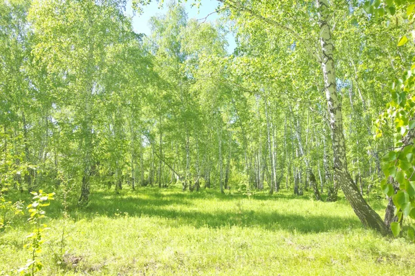 夏の白樺の森 — ストック写真