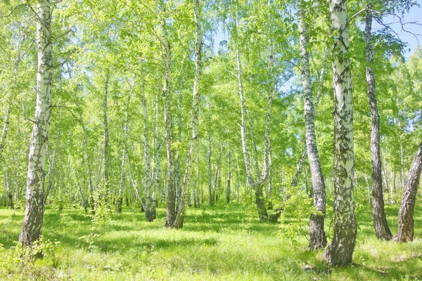 Sommerbirkenwald — Stockfoto