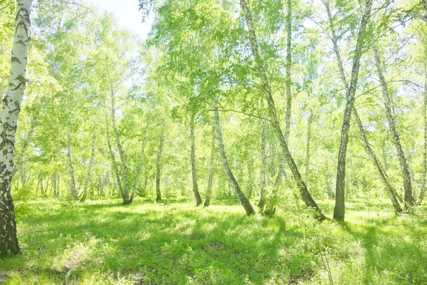 Lato brzozowy las — Zdjęcie stockowe