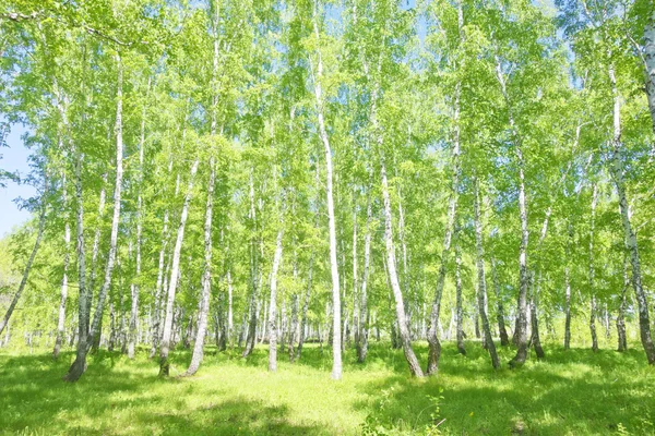 夏の白樺の森 — ストック写真