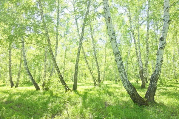 Bosque de abedul verano — Foto de Stock
