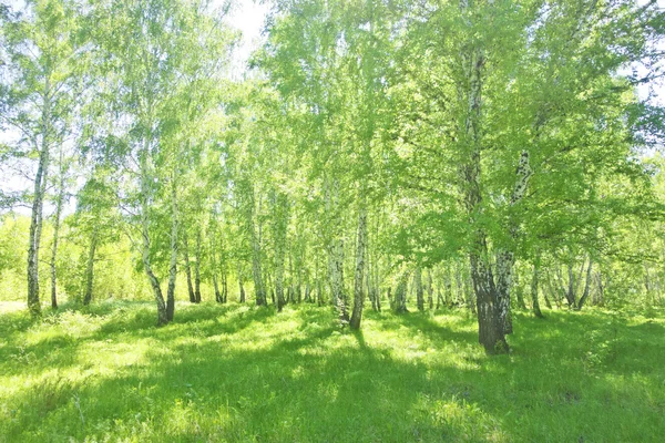 夏の白樺の森 — ストック写真