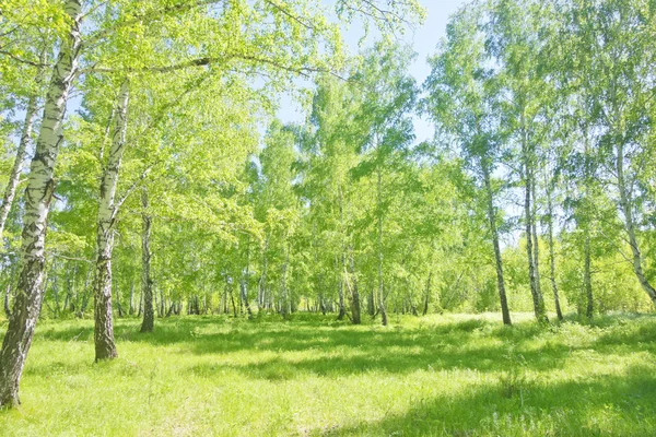 Bosque de abedul verano — Foto de Stock