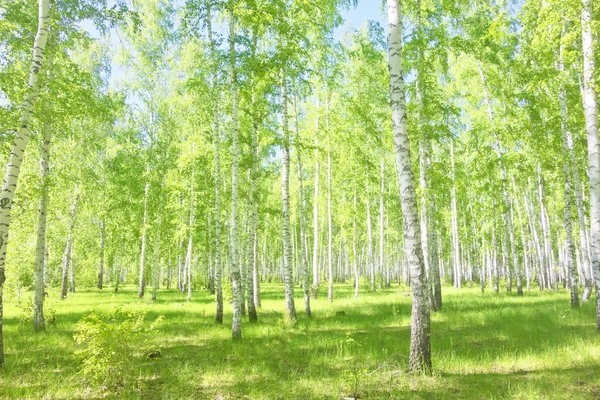 Summer birch forest — Stock Photo, Image