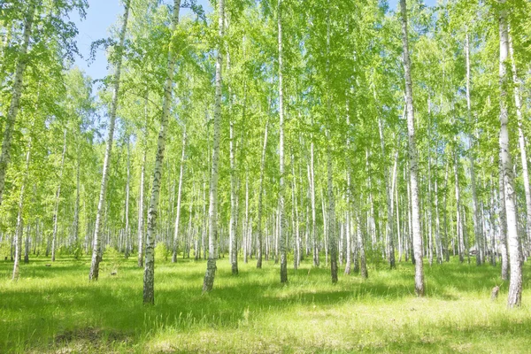 Zomer berk bos — Stockfoto