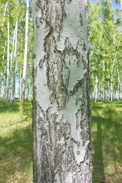 Koivunkuoren rakenne — kuvapankkivalokuva