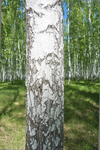 白桦树纹理 — 图库照片