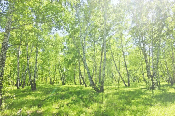 Sommerbirkenwald — Stockfoto