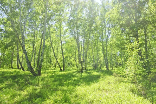 Floresta de vidoeiro de verão — Fotografia de Stock