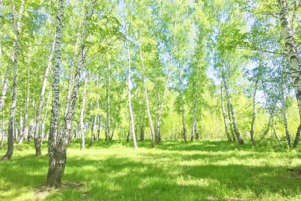 Lato brzozowy las — Zdjęcie stockowe