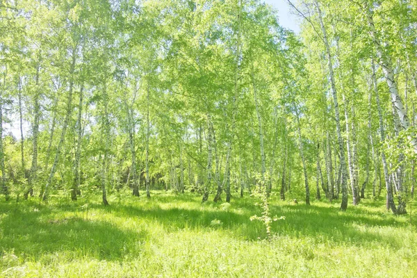 Foresta di betulla estiva — Foto Stock