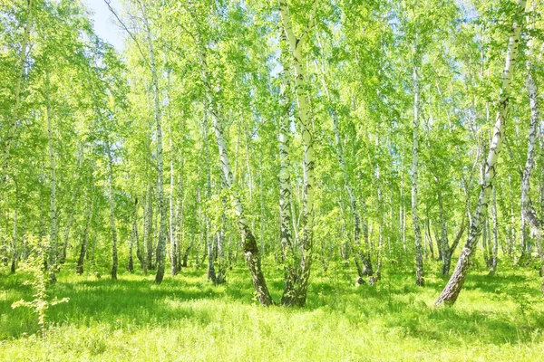 Zomer berk bos — Stockfoto