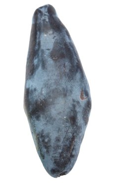 beyaz üzerine taze Hanımeli