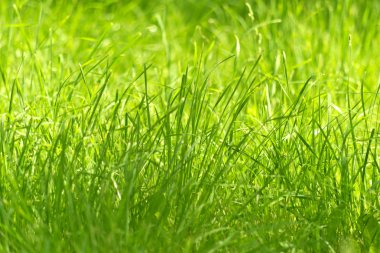 yeni yeşil çimen
