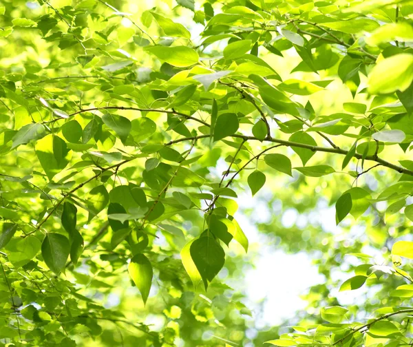 绿色树叶背景 — 图库照片