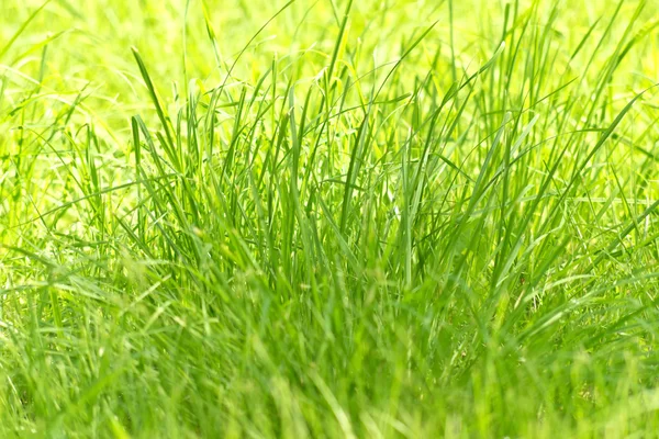 Nova grama verde — Fotografia de Stock