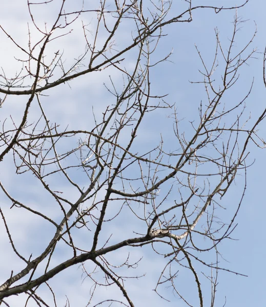 Ramas desnudas contra el cielo — Foto de Stock